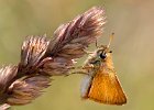 John Scholey - Essex Skipper.jpg